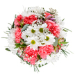 Vivid and uplifting, this expertly arranged bouquet from Yiewsley's finest florists captures the gentle exuberance of spring along the leafy banks of the Grand Union Canal. At its heart, clear white daisies with lively green centres gleam among clouds of coral-pink carnations, whose plush, fluted petals soften the entire bouquet with welcoming texture. Airy trails of baby's breath provide a dreamy, star-like backdrop, while delicate blush-touched alstroemeria buds and fresh eucalyptus leaves peek through with nuanced detail and waves of gentle scent. Deep green sprigs cradle the bouquet's round form, creating a natural, flowing frame that evokes the easy harmony of neighbourhood gardens in Yiewsley. The palette is fresh and bright-perfect for birthdays, congratulations, or brightening a loved one's week, whether delivered to homes on Otterfield Road or offices near West Drayton station. The clear overhead presentation allows every floral nuance to shine, celebrating the skilled artistry and neighbourly care that distinguish Yiewsley's local flower delivery and bring a touch of seasonal joy to every doorstep.