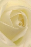 This intimate scene draws the viewer deep into the heart of a white-cream rose, petals unfolding with a gentle spiral and radiant softness-much like the calm that settles as evening falls over Yiewsley's gardens. The airy, lightweight petals glow in ambient light, their curves inviting the imagination to brush against their silk-like texture, as if touched by morning dew. Shadows curl soft and unnoticed among the folds, adding delicate drama to the bloom's center and heightening its sense of peace. The mood is hushed yet hopeful, the very feeling that accompanies a thoughtful gesture-be it a note of sympathy, admiration, or the start of a new life chapter in vibrant Yiewsley. The floral artistry is unmistakable, showcasing both nature's wisdom and a local florist's skilled hand. With each glance, you might sense a subtle sweetness-an understated fragrance evoking memories of family gatherings, milestones, or moments of reflection. This rose, chosen by those who value quality and sensitivity, stands as an enduring symbol of Yiewsley's sincere and heartfelt floral traditions.